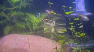 endler's Livebearers