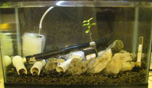 Bumblebee_goby_tank