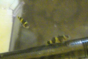 bubmlebeegobies