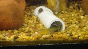 Male Australian Desert Goby