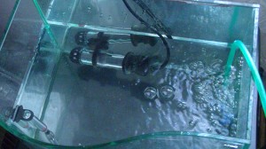 Hatching/fry rearing tank for desert goby