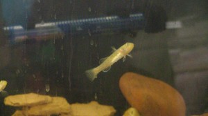 Female desert goby