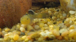 A very angry male goby who cannot find the eggs in his charge.