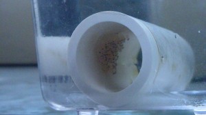 Eyed-up Australian Desert Goby Eggs