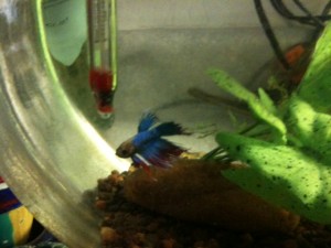 Male Crowntail Betta