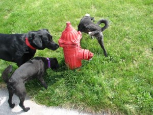dogs-peeing-on-fire-hydrant